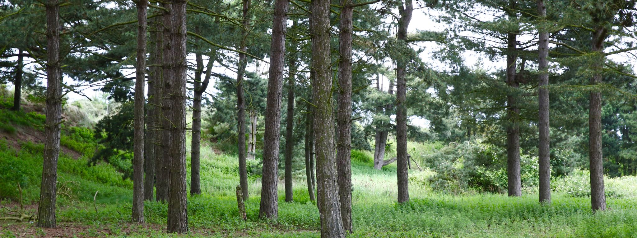 Pine Trees Wells-Next-The-Sea