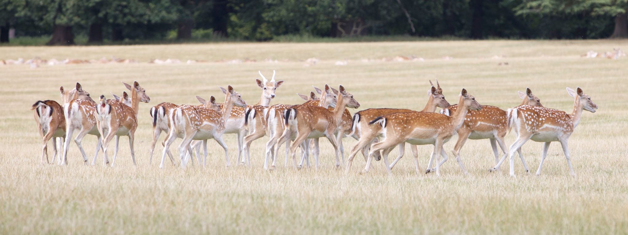 Holkham Hall Deer
